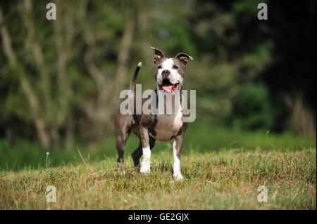 American Staffordshire Terrier Banque D'Images