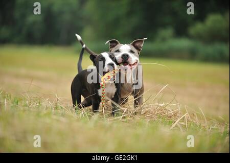 2 chiens Banque D'Images