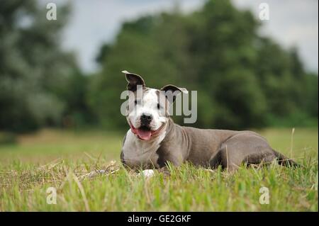 American Staffordshire Terrier couché Banque D'Images