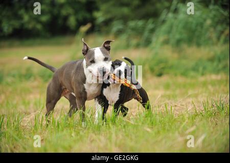 2 chiens Banque D'Images