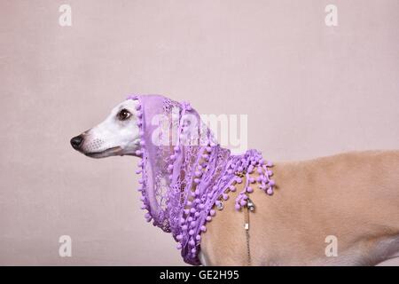 Portrait Whippet Banque D'Images