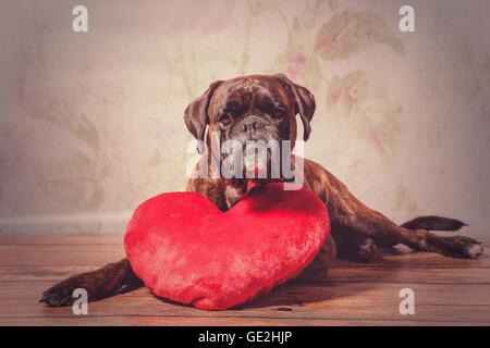 Ment Allemand Boxer Banque D'Images