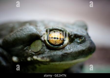 Colorado River toad Banque D'Images