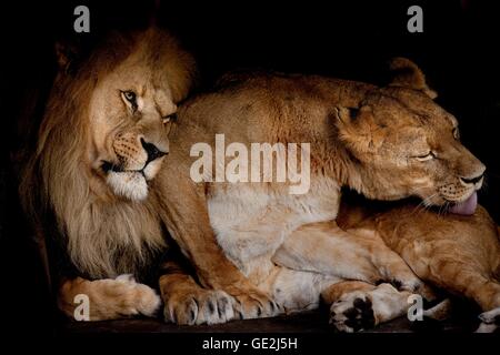 Lions Banque D'Images
