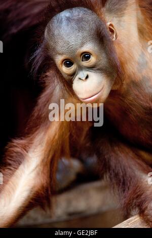 Orang-Utan Banque D'Images