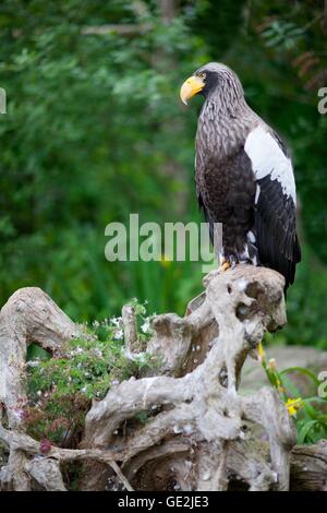 Mer Stellers-eagle Banque D'Images