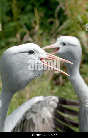 Bleu, le paradis ou grues Stanley (Anthropoides paradisea). L'appel. Barrissements. Banque D'Images