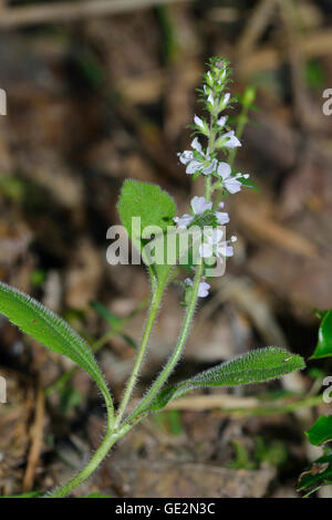 Heath Speedwell Veronica officinalis - fleur des Prairies Acides Banque D'Images