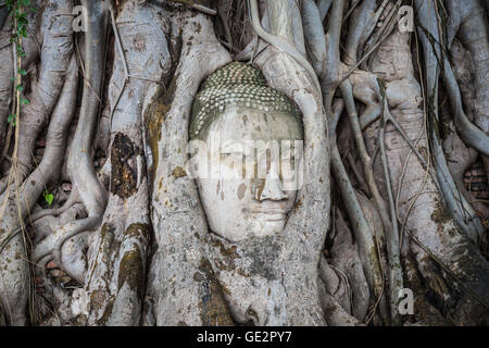 Tête de Bouddha statue dans les racines de l'arbre à Wat Mahathat, Ayutthaya, Thaïlande. Banque D'Images