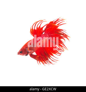 Orange rouge poisson de combat siamois, Betta Splendens isolé sur fond blanc Banque D'Images