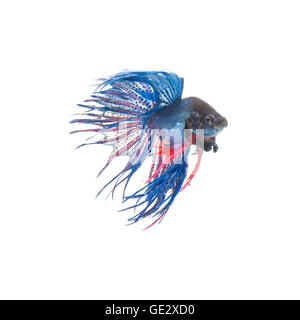 Siamois bleu poisson Betta Splendens, combat isolé sur fond blanc Banque D'Images