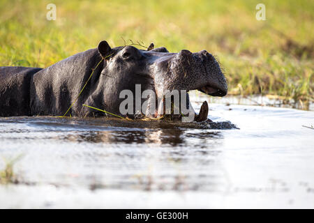 Grand adulte Hippopotamus Hippopotamus amphibius semi submergé avec la bouche ouverte montrant de grandes défenses canine Banque D'Images