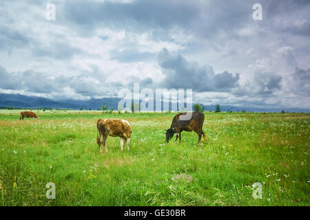 Les vaches mangent de l'herbe sur une ferme en plein jour, sous un ciel d'orage Banque D'Images