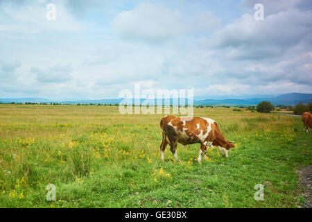 Une vache mange de l'herbe sur une rangée dans un blue cloudy sky Banque D'Images