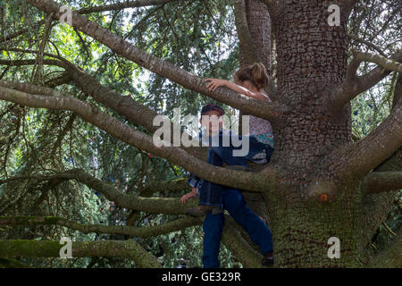 Les enfants, l'arbre d'escalade, escalade en arbre, accrobranches, Sonoma State University, ville, Rohnert Park, dans le Comté de Sonoma, en Californie Banque D'Images