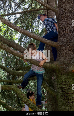 Les enfants, l'arbre d'escalade, escalade en arbre, accrobranches, Sonoma State University, ville, Rohnert Park, dans le Comté de Sonoma, en Californie Banque D'Images