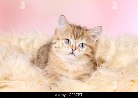 British Shorthair chaton mignon Banque D'Images