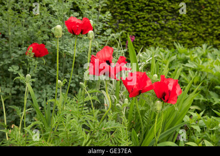 Oriental Rouge Coquelicot (Papaver orientale) Banque D'Images