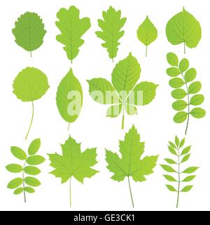 Jeu de feuilles d'arbres isolé sur fond blanc Illustration de Vecteur