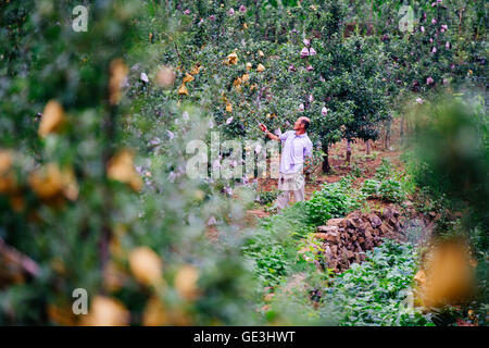 Chengde, Chine, province de Hebei. 22 juillet, 2016. Un fermier pruneaux d'arbres fruitiers dans Xichagou Village de Kuancheng Manchu comté autonome dans la ville de Chengde, dans la province du Hebei en Chine du nord, le 22 juillet 2016. La production annuelle de l'industrie de la transformation des fruits à Chengde a atteint 1,34 millions de tonnes, y compris les châtaignes, l'aubépine baies, pommes, abricots, etc. © Liu Shandong/Xinhua/Alamy Live News Banque D'Images