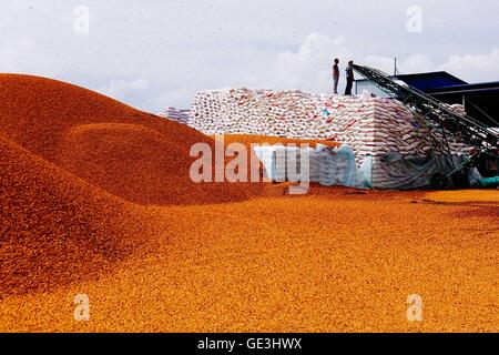 Chengde, Chine, province de Hebei. 22 juillet, 2016. Abricots secs magasin travailleurs à une usine de transformation de fruits en Pingquan Comté dans la ville de Chengde, dans la province du Hebei en Chine du nord, le 22 juillet 2016. La production annuelle de l'industrie de la transformation des fruits à Chengde a atteint 1,34 millions de tonnes, y compris les châtaignes, l'aubépine baies, pommes, abricots, etc. © Liu Shandong/Xinhua/Alamy Live News Banque D'Images