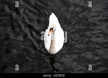 Berlin, Allemagne. 21 juillet, 2016. Un cygne nage sur la Spree à Berlin, Allemagne, 21 juillet 2016. Photo : Soeren Stache/ZB/dpa/Alamy Live News Banque D'Images