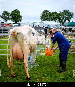 Salon de l'agriculture Biggar - Biggar, South Lanarkshire - 23 juillet 2016 La préparation pour bovins montrant. Crédit : Andrew Wilson/Alamy Live News Banque D'Images