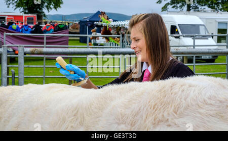 Salon de l'agriculture Biggar - Biggar, South Lanarkshire - 23 juillet 2016 La préparation pour bovins montrant. Crédit : Andrew Wilson/Alamy Live News Banque D'Images