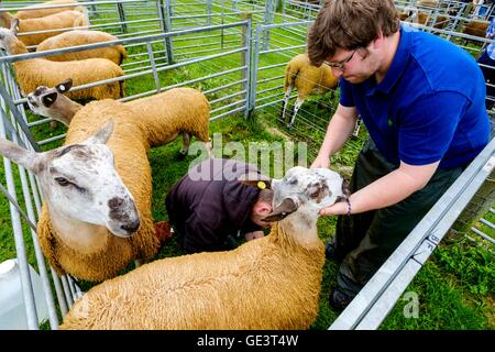 Salon de l'agriculture Biggar - Biggar, South Lanarkshire - 23 juillet 2016 Bluefaced Leicester moutons en préparation pour montrer Crédit : Andrew Wilson/Alamy Live News Banque D'Images