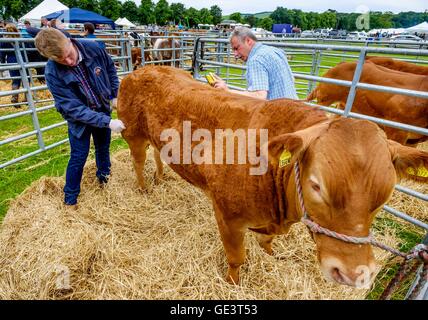 Salon de l'agriculture Biggar - Biggar, South Lanarkshire - 23 juillet 2016 La préparation pour bovins montrant. Crédit : Andrew Wilson/Alamy Live News Banque D'Images