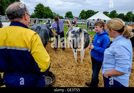 Salon de l'agriculture Biggar - Biggar, South Lanarkshire - 23 juillet 2016 La préparation pour bovins montrant. Crédit : Andrew Wilson/Alamy Live News Banque D'Images