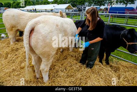 Salon de l'agriculture Biggar - Biggar, South Lanarkshire - 23 juillet 2016 La préparation pour bovins montrant. Crédit : Andrew Wilson/Alamy Live News Banque D'Images