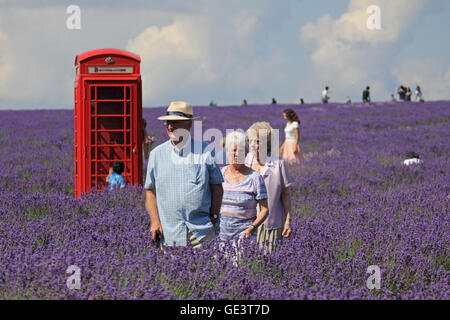 And Banstead, Surrey, UK. 23 juillet 2016. Colouful scènes au champs de lavande près de and Banstead, Surrey, où le flowes parfumées sont à leur apogée. Credit : Julia Gavin UK/Alamy Live News Banque D'Images