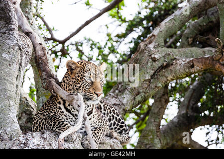 Le Masai Mara, Kenya. African leopard (Panthera pardus pardus) au reste de l'arborescence. Banque D'Images