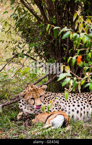 Le Masai Mara, Kenya. Un Guépard (Acinonyx jubatus) savoure la perspective d'une gazelle de Thomson tués récemment. Banque D'Images