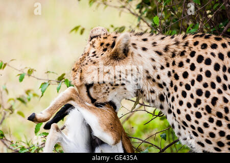 Le Masai Mara, Kenya. Un Guépard (Acinonyx jubatus) capte et transporte un tué récemment la gazelle de Thomson. Banque D'Images