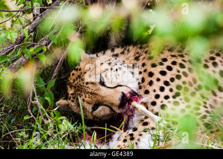 Le Masai Mara, Kenya. Son visage couvert de sang, un Guépard (Acinonyx jubatus) mange une récemment chassé et tué la gazelle de Thomson. Banque D'Images