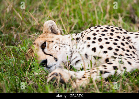 Le Masai Mara, Kenya. Le Guépard (Acinonyx jubatus) au repos dans l'habitat. Banque D'Images