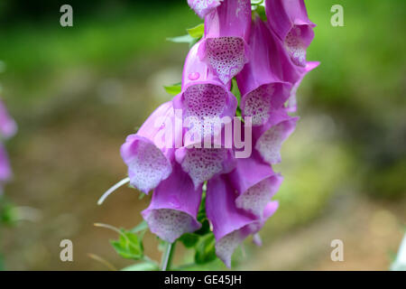 Campanula violet fleurs. Profondeur de champ. Banque D'Images