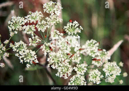 Petits insectes sur les fleurs Banque D'Images