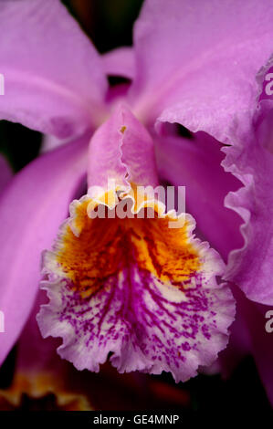 Orchidée Cattleya (Diplocentrus Pulcherrima). Jardin botanique de Montréal - Québec. Banque D'Images