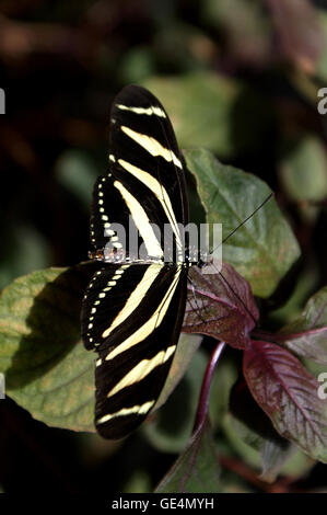 Zebra Longwing (Papillon Heliconius charitonius) - Jardin botanique de Montréal - Québec. Banque D'Images