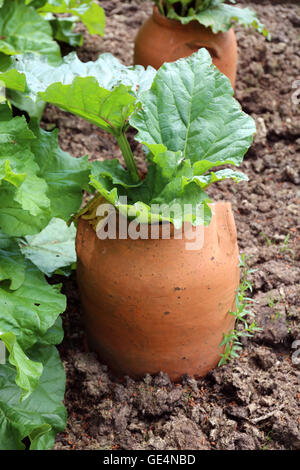 De plus en plus de rhubarbe dans un pot en terre cuite Banque D'Images
