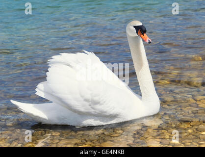 Swan nage en eau peu profonde Banque D'Images