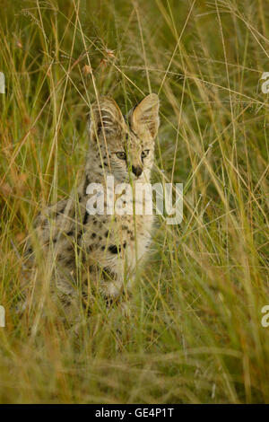 Serval chasse en hautes herbes, Masai Mara, Kenya Banque D'Images