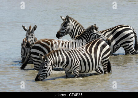 Burchell (commun, plaines) zèbres boire au waterhole, Masai Mara, Kenya Banque D'Images