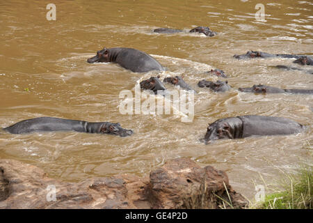 Hippopotames baignade en rivière Mara, Masai Mara, Kenya Banque D'Images