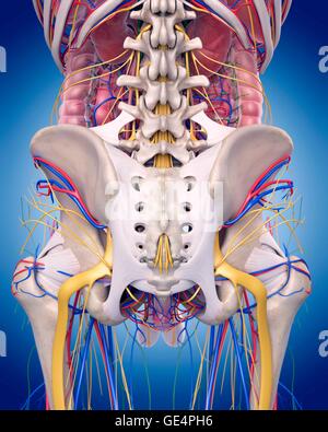 Les droits de l'anatomie de la hanche, de l'illustration. Banque D'Images