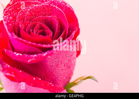 Rose rouge gros plan avec de l'eau goutte sur fond isolé Banque D'Images