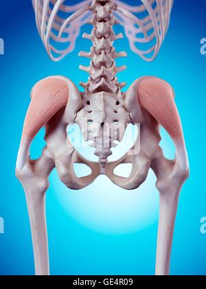 Les muscles gluteus medius, illustration. Banque D'Images